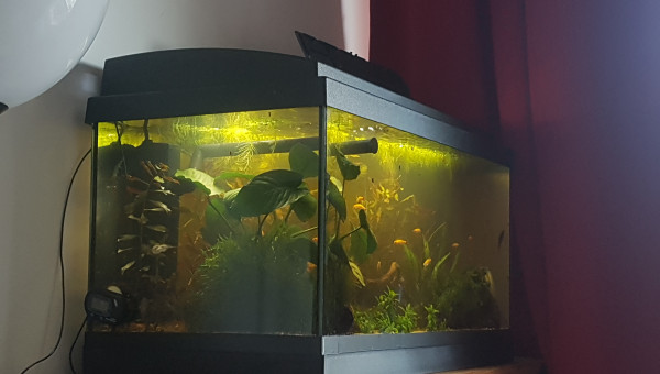 Fin du retrait des plantes