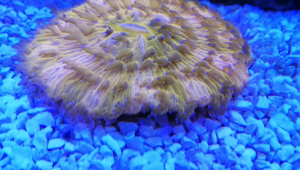 Un des derniers arrivés (FUNGIA ORANGE)