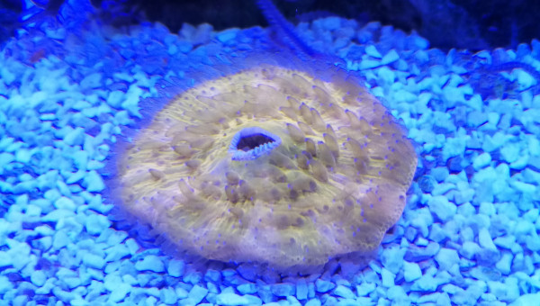 Un des derniers arrivés (FUNGIA ORANGE)