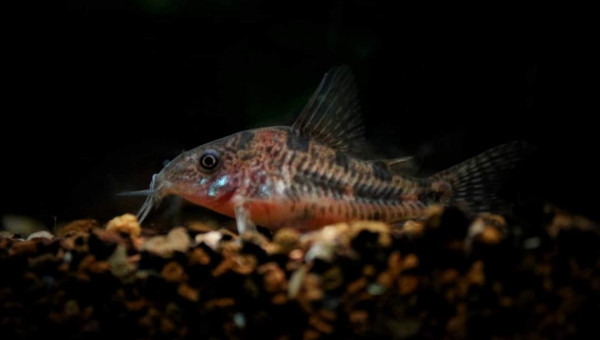 Corydoras Paleatus