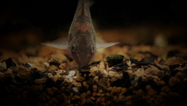Corydoras Paleatus