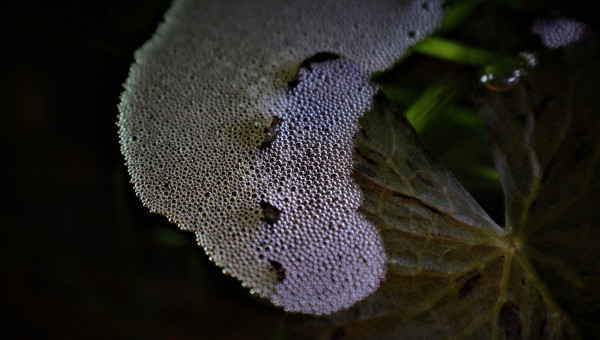 Nid de bulles d'un de mes Gouramis Perlés