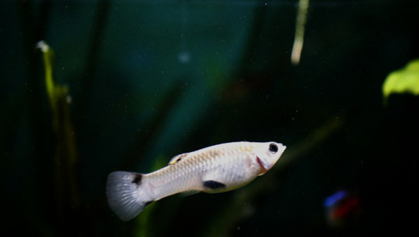 Poecilia Vivipara Femelle