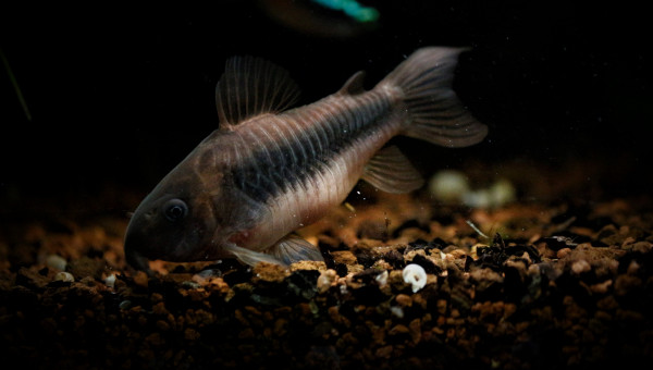 Corydoras Aeneus