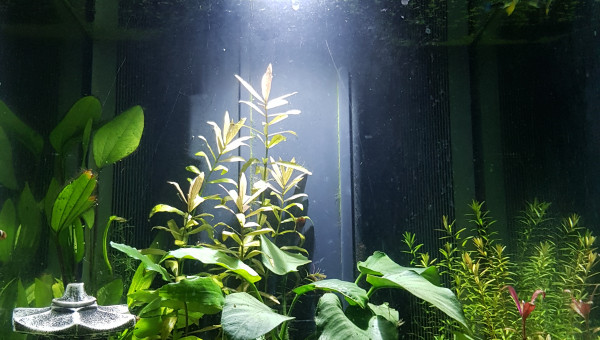 Mon aquarium en eau douce