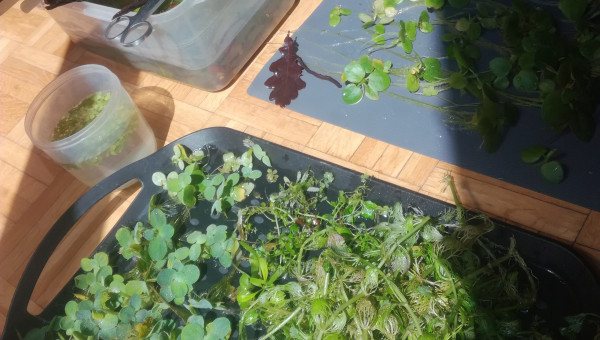 Ce midi c'est salade !