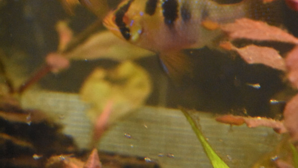 Les valeureux parents et leur progéniture