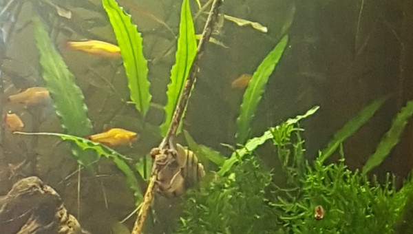 Asolene Spixi + Lollie