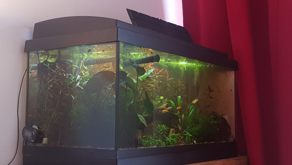 Quand l'ajout de nouvelles plantes...