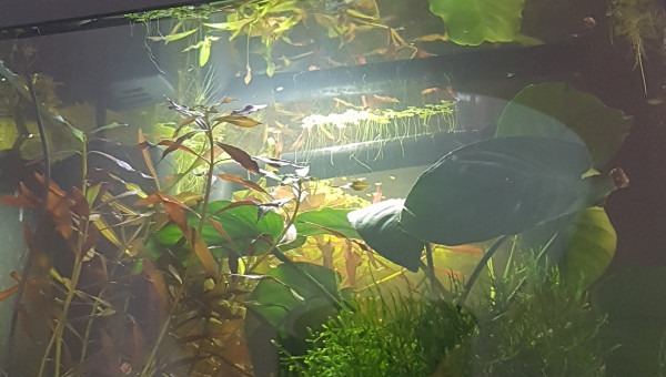 Quand l'ajout de nouvelles plantes...