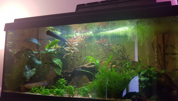 Quand l'ajout de nouvelles plantes...