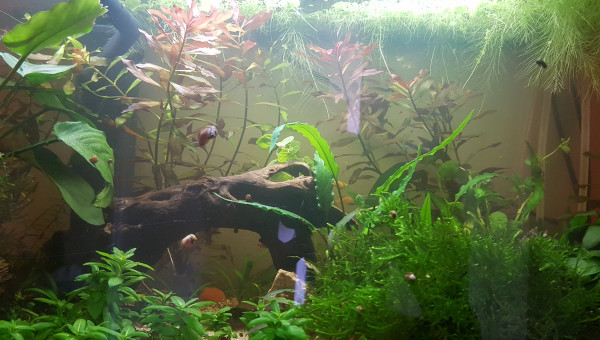 Quand l'ajout de nouvelles plantes...