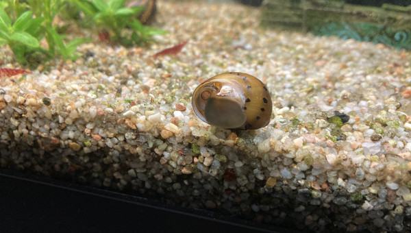 Escargot victime de guppy