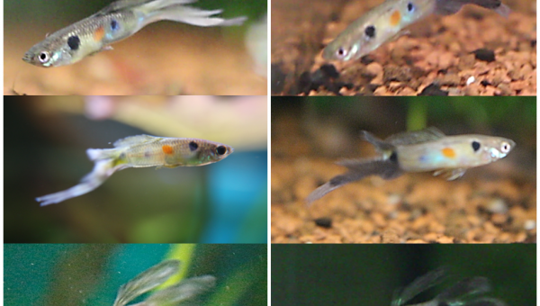Mon Guppy Sauvage