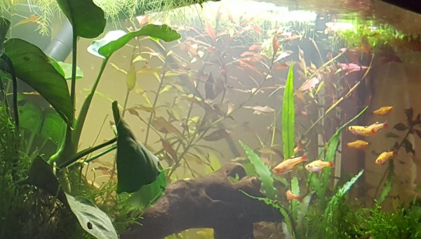 Quand les corys se reposent...