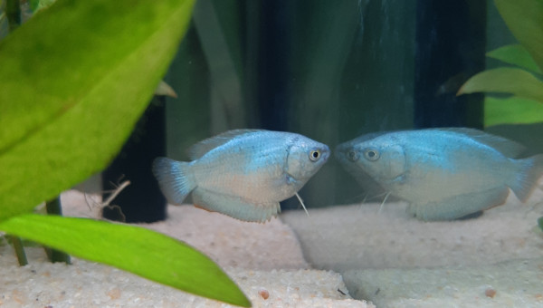 Ma femelle gourami