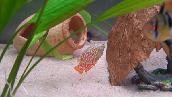 Mon mâle gourami