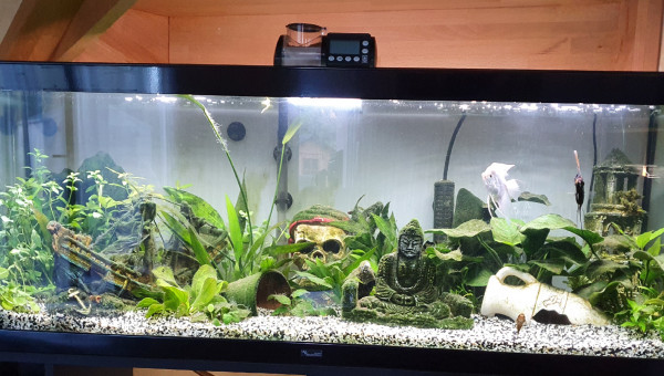 1er Aquarium - Photo M7