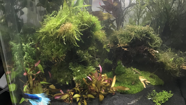 Nano 60 litres en Version II