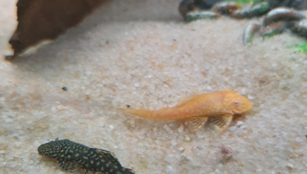 Mes deux ancistrus ^^