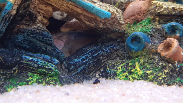 Une de mes deux crevettes !