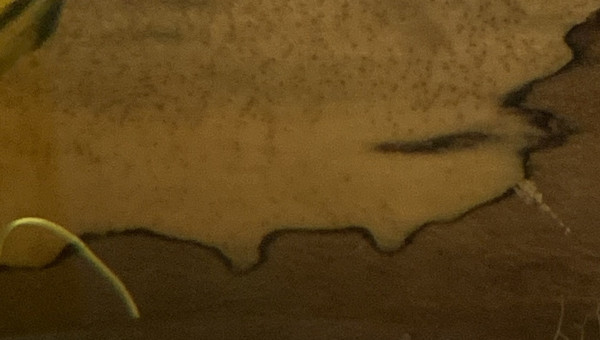 Femelle Apistogramma