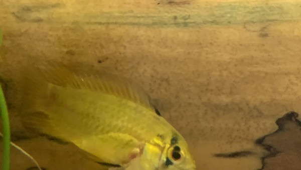 Femelle Apistogramma