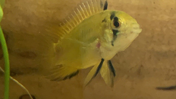Femelle Apistogramma