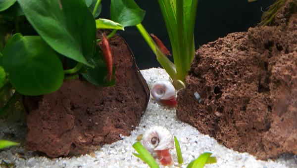 Planorbes roses et crevettes