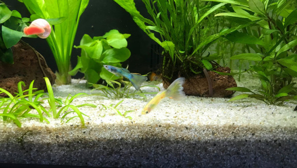 Duo guppy