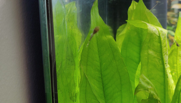 Première sortie  d'alvin d'Ancistrus Dolichopterus