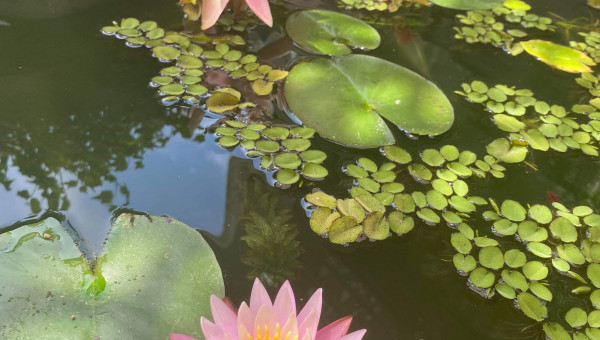 Première fleur de Nymphaea 'Dallas' (en bas)