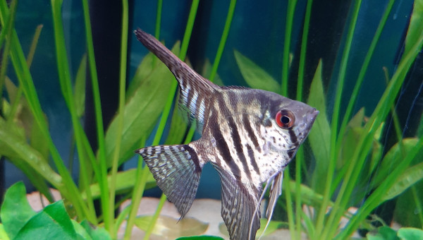 L'un des petits nouveaux ^^