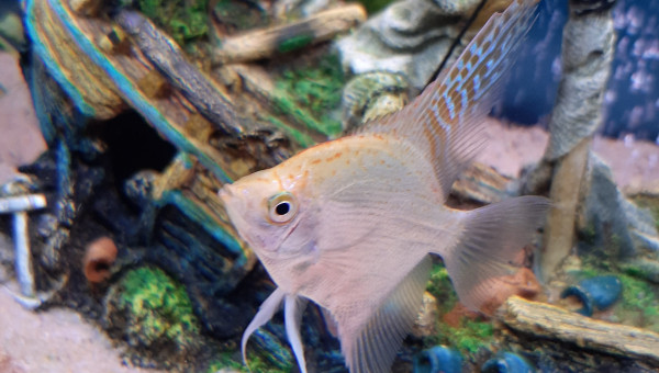 Et voici son copain !