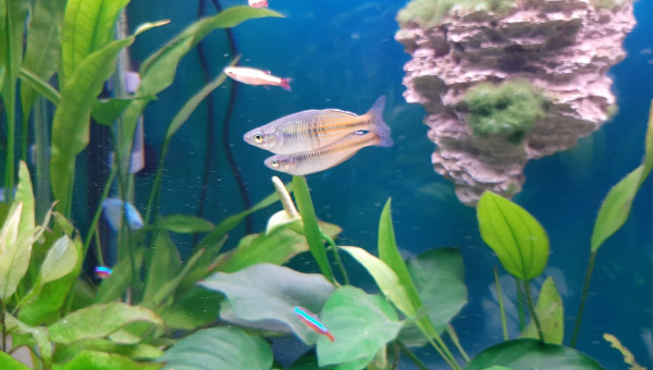 Pour finir, 5 jeunes arc en ciel de boeseman !