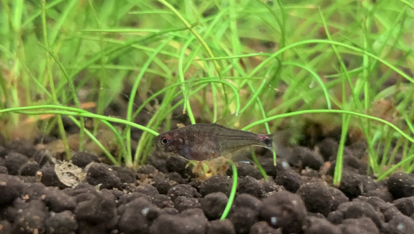 Nouvelle découverte du matin: bébé Hemigrammus ocellifer