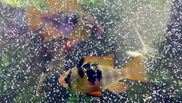 C’est la fête aux cyclops  !