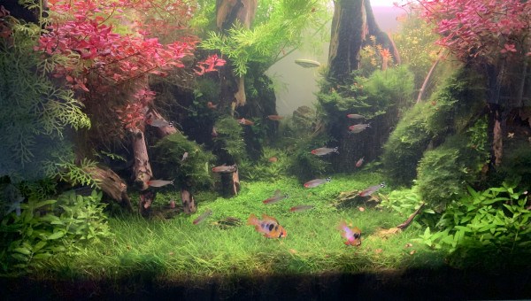 Une coupe s’impose ! #jungle