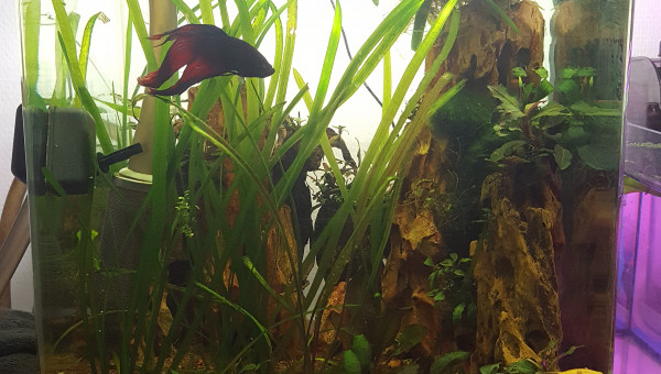 30l dennerle bucephalandra et combattant