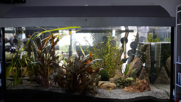 Après une taille généreuse