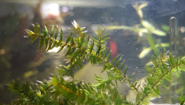 Alevin mystère - 1 mois