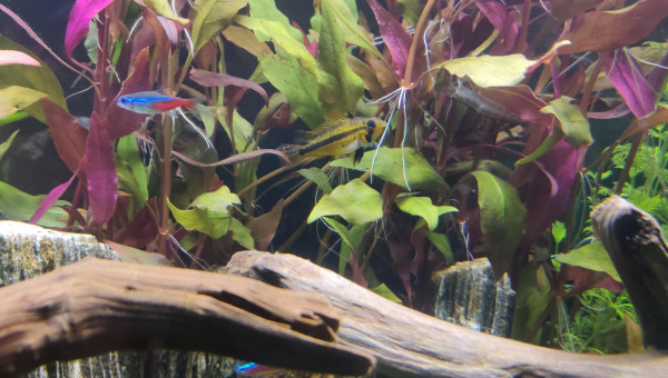 Nouvelles photos de mon aquarium