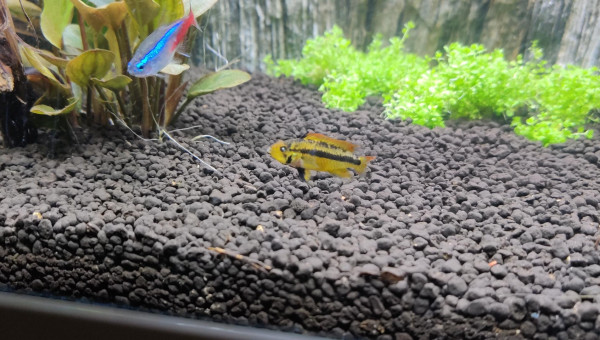 Nouvelles photos de mon aquarium