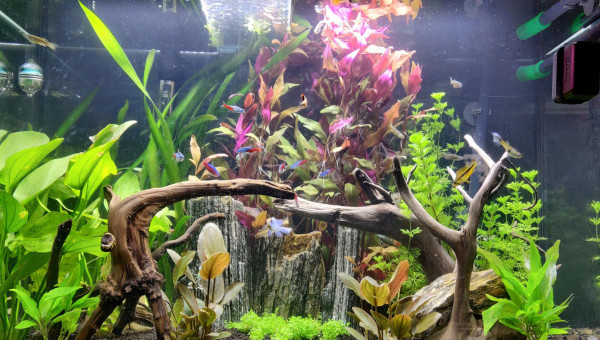 Nouvelles photos de mon aquarium