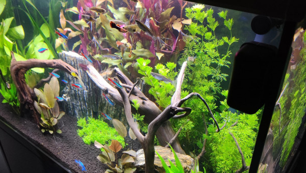 Nouvelles photos de mon aquarium