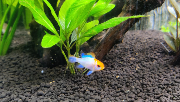 Nouvelles photos de mon aquarium