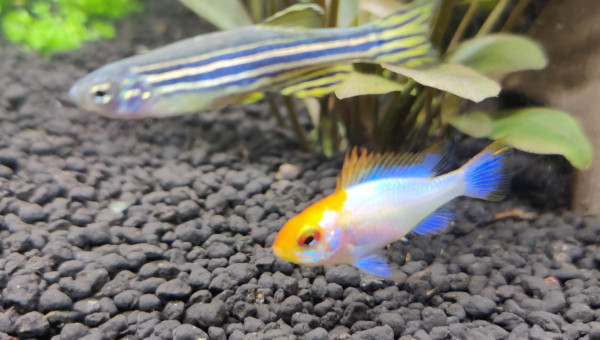 Nouvelles photos de mon aquarium