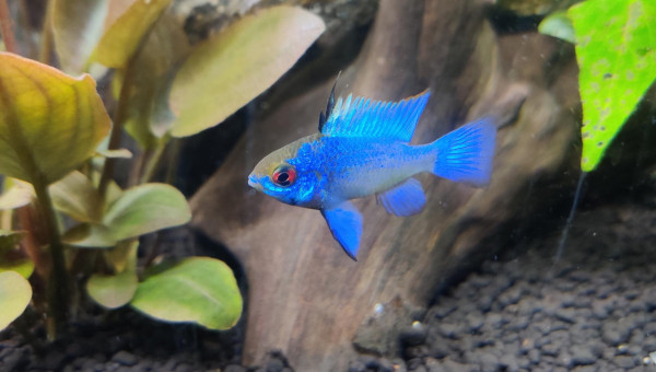 Nouvelles photos de mon aquarium