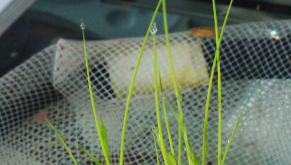 culture du riz paddy