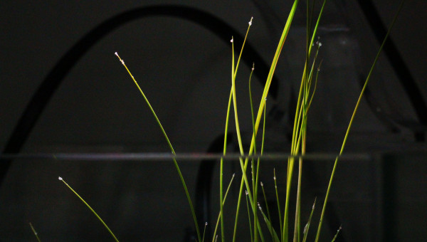 La poésie de la culture du riz paddy